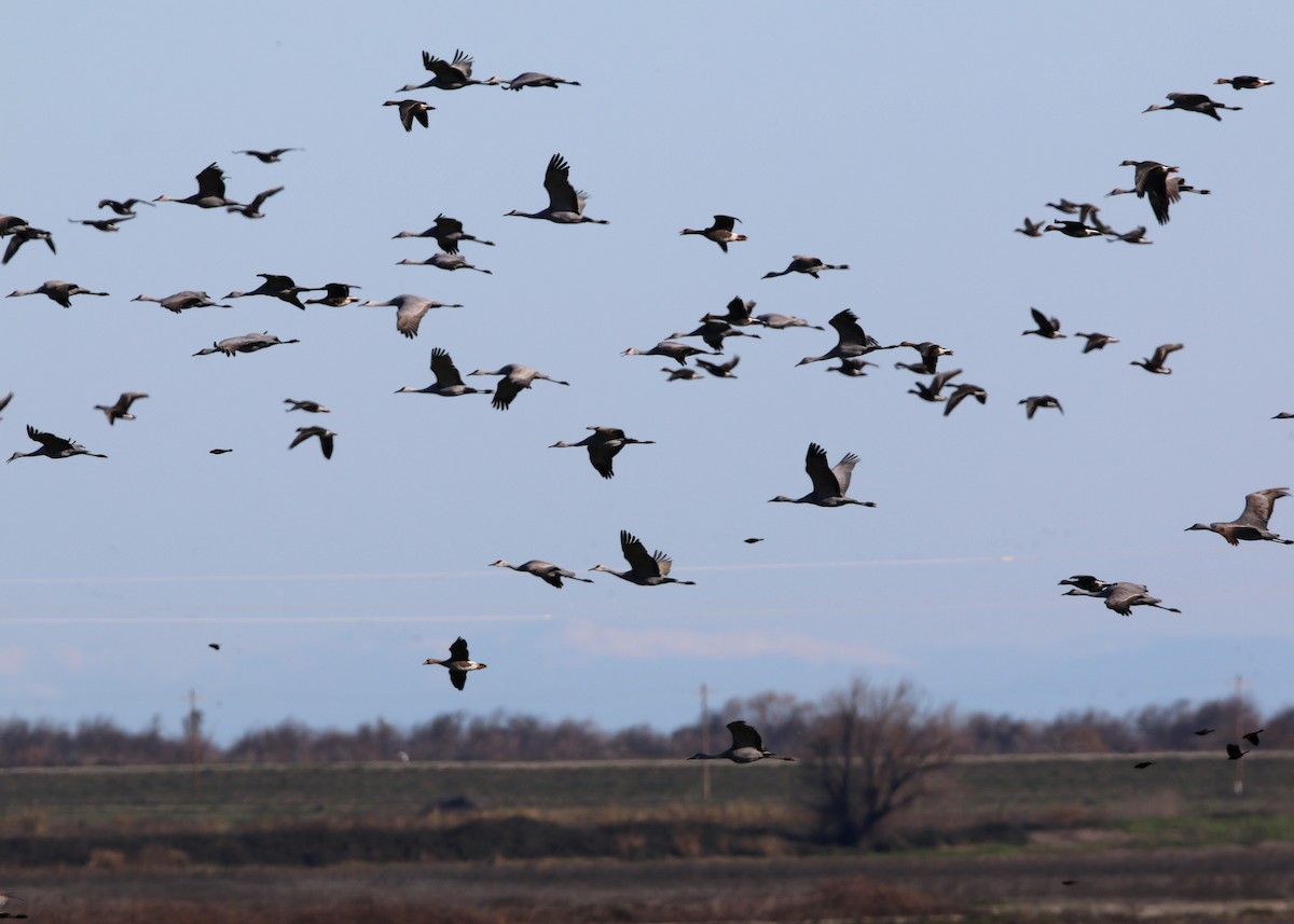 Sandhill Crane - William Clark