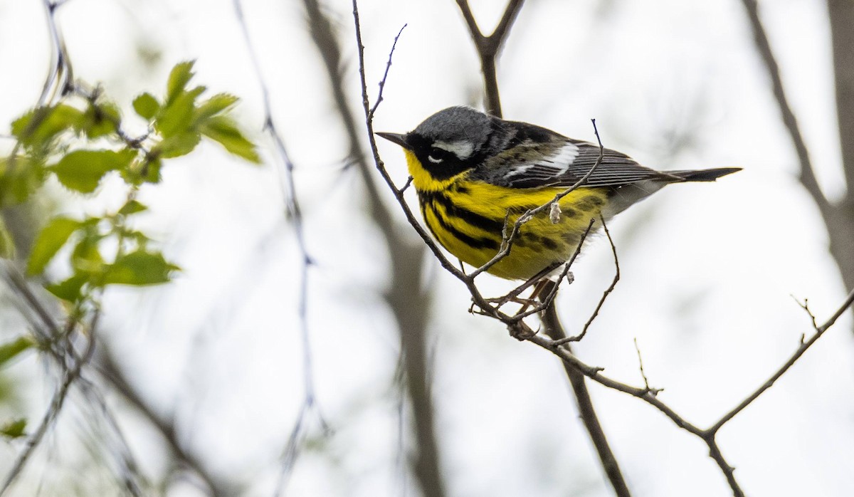 Magnolia Warbler - Matt M.