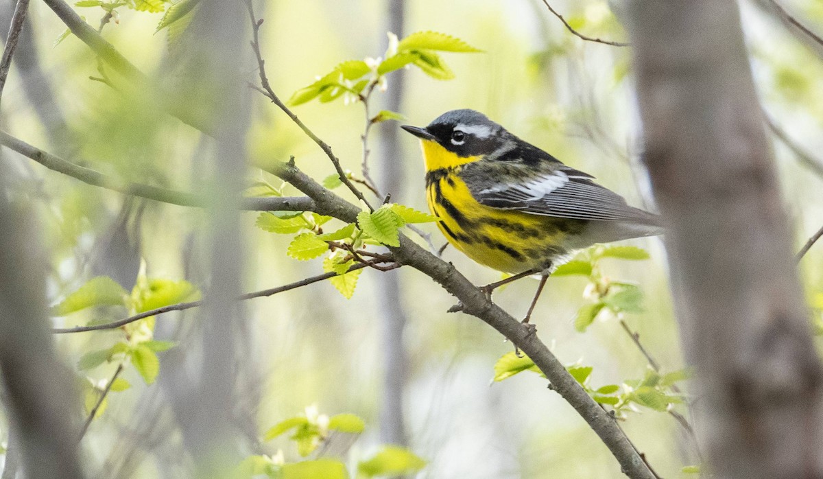 Magnolia Warbler - Matt M.