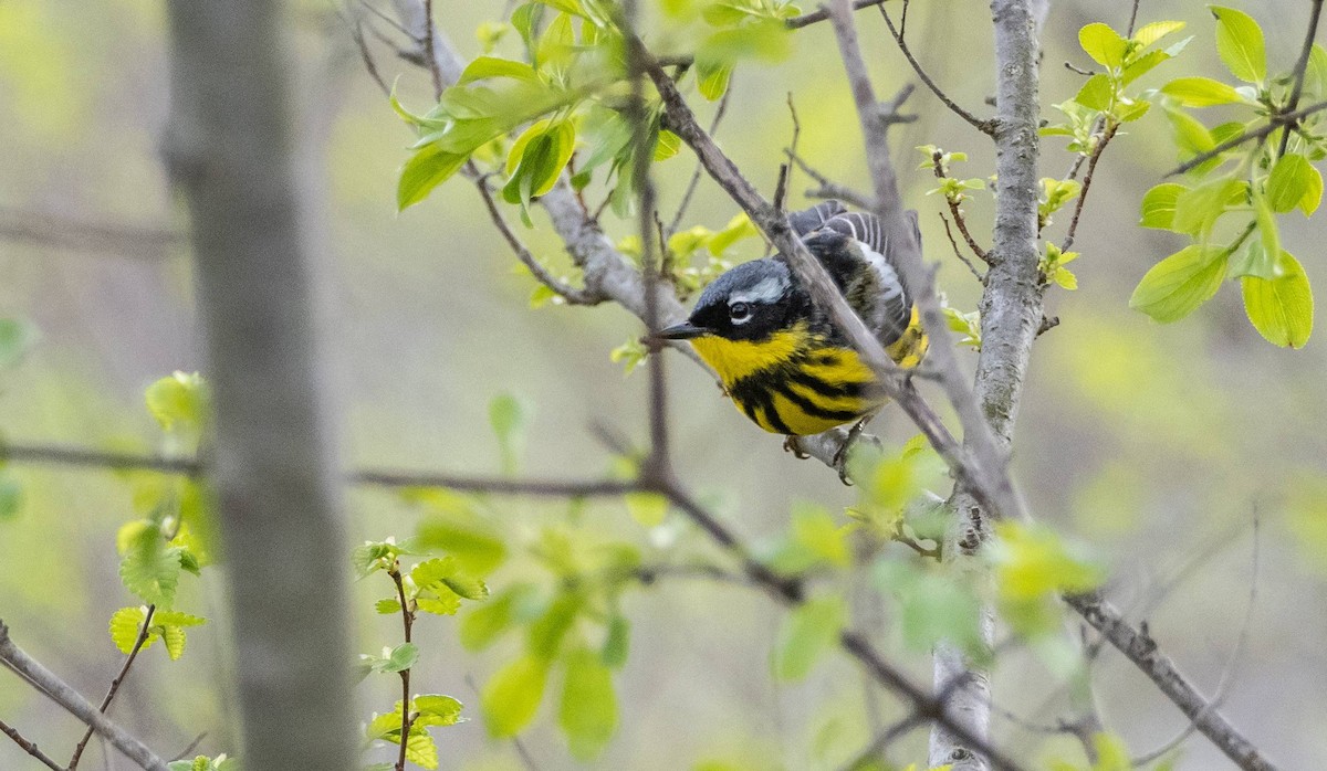 Magnolia Warbler - Matt M.