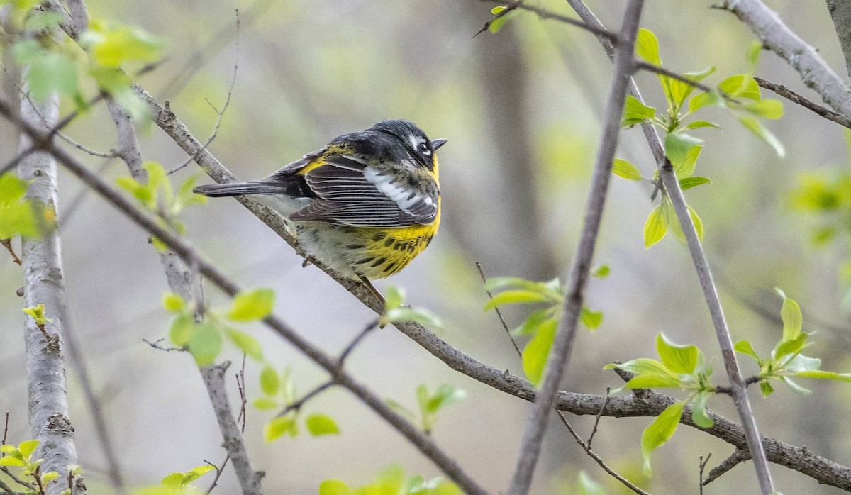 Magnolia Warbler - Matt M.