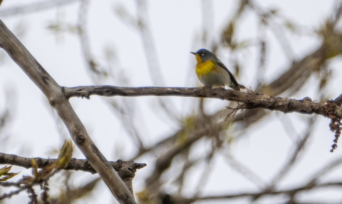 Northern Parula - Matt M.