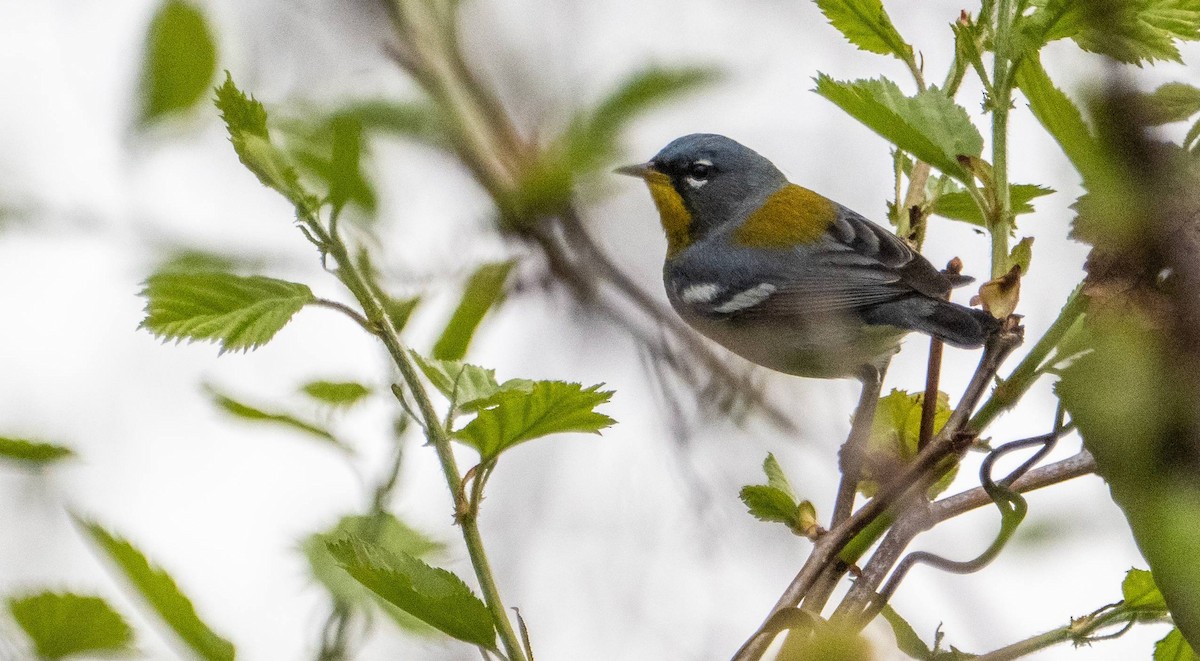 Northern Parula - Matt M.