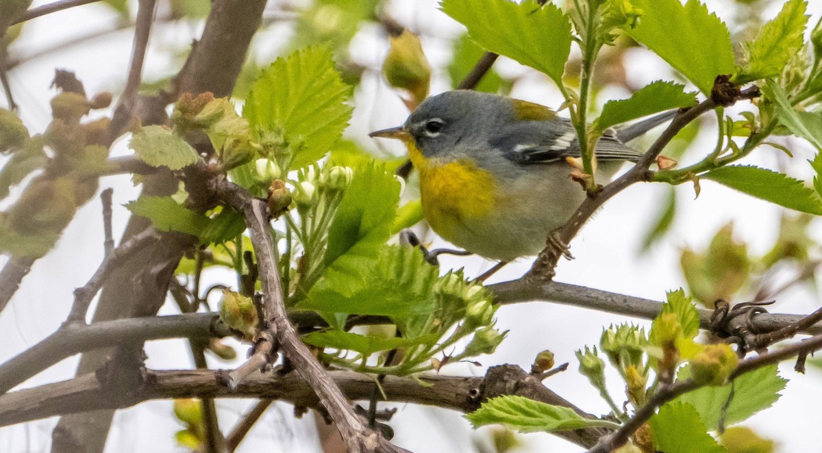 Northern Parula - Matt M.