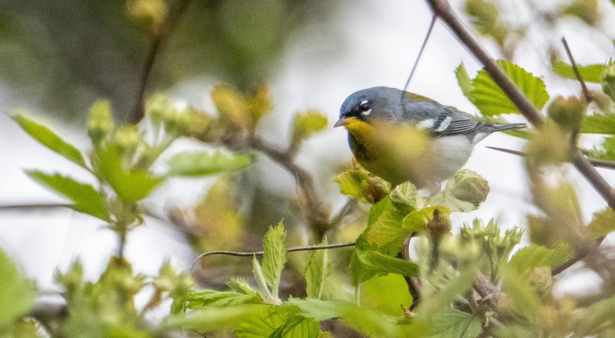 Northern Parula - Matt M.