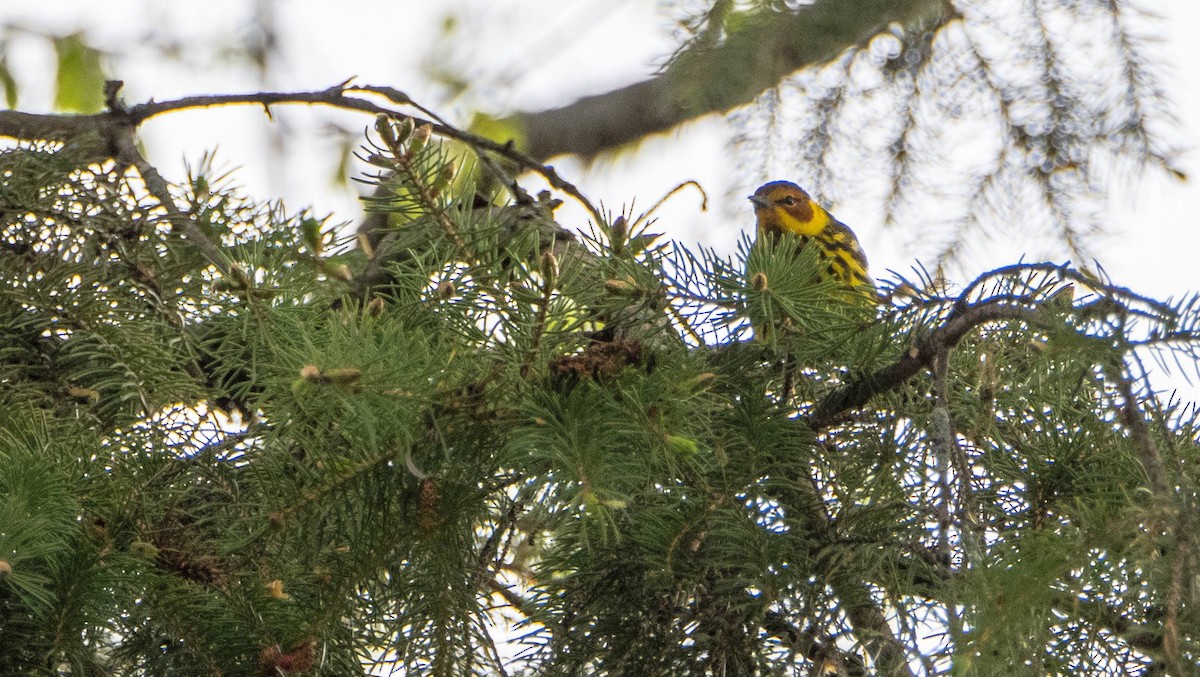 Cape May Warbler - Matt M.