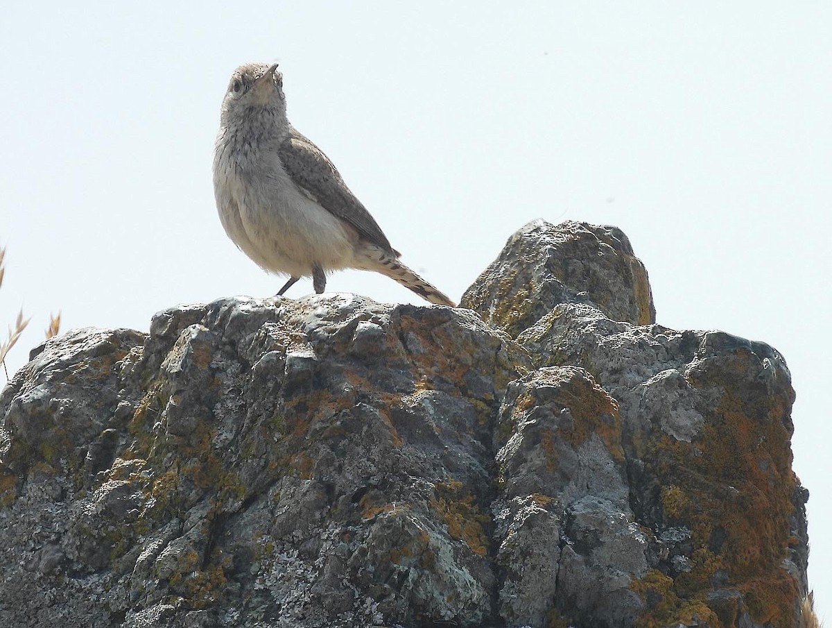 Rock Wren - Nick & Jane