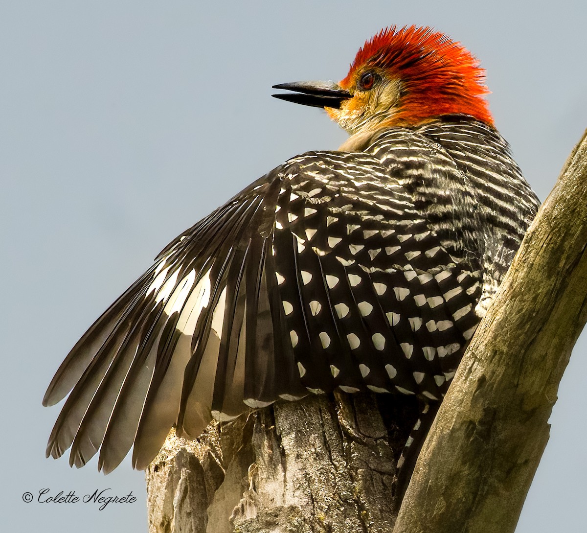 Red-bellied Woodpecker - Colette Vranicar