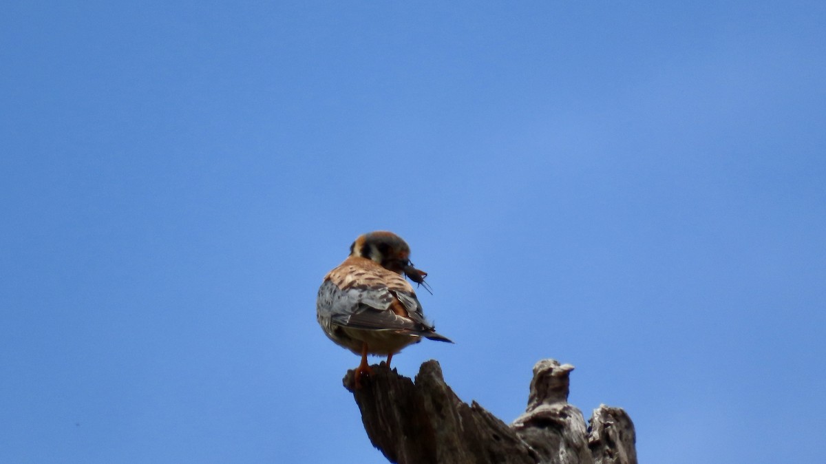 American Kestrel - Petra Clayton