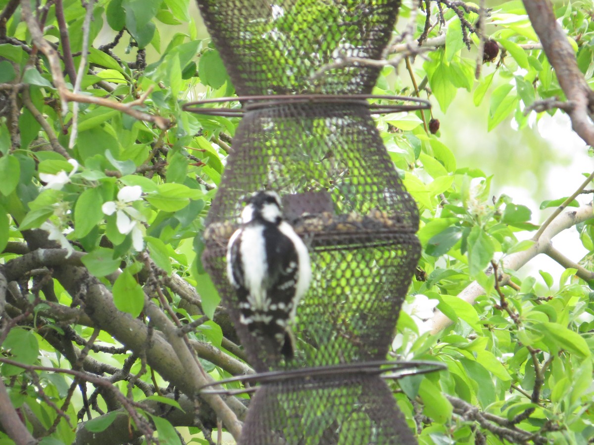 Hairy Woodpecker - Elizabeth Schimelpfenig