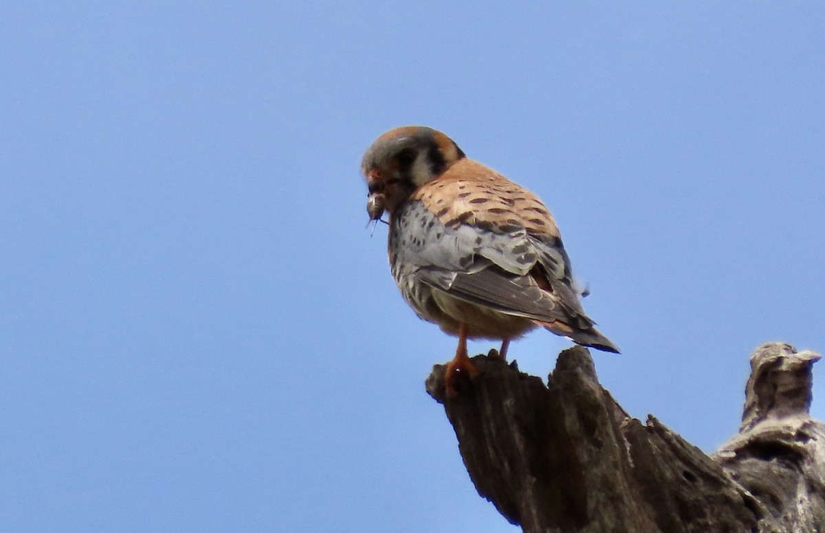 American Kestrel - Petra Clayton