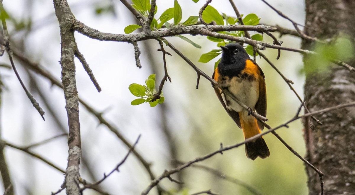 American Redstart - Matt M.