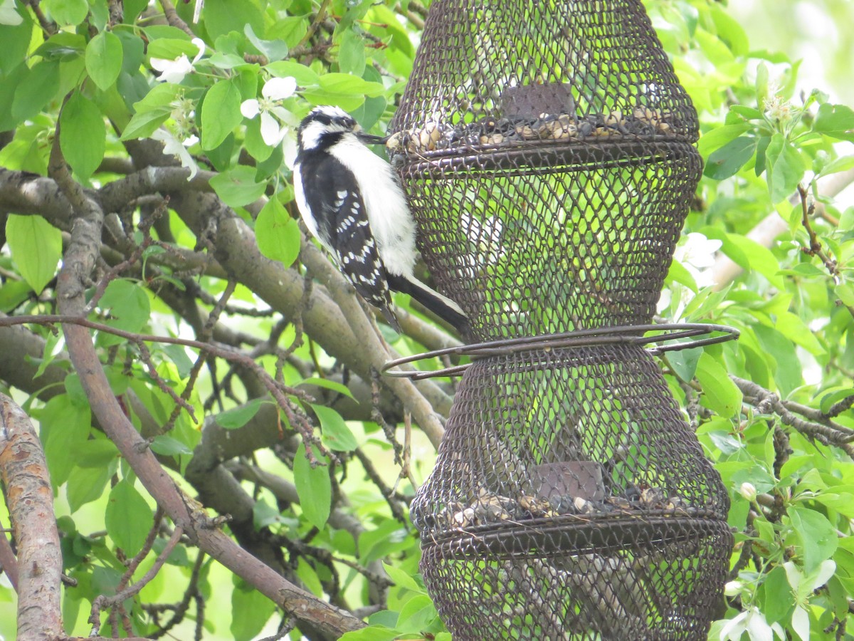 Hairy Woodpecker - Elizabeth Schimelpfenig