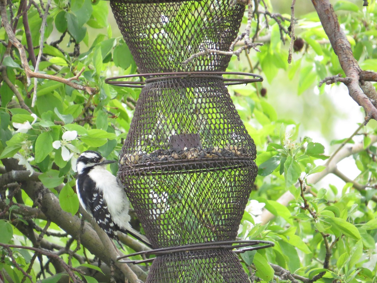 Hairy Woodpecker - Elizabeth Schimelpfenig