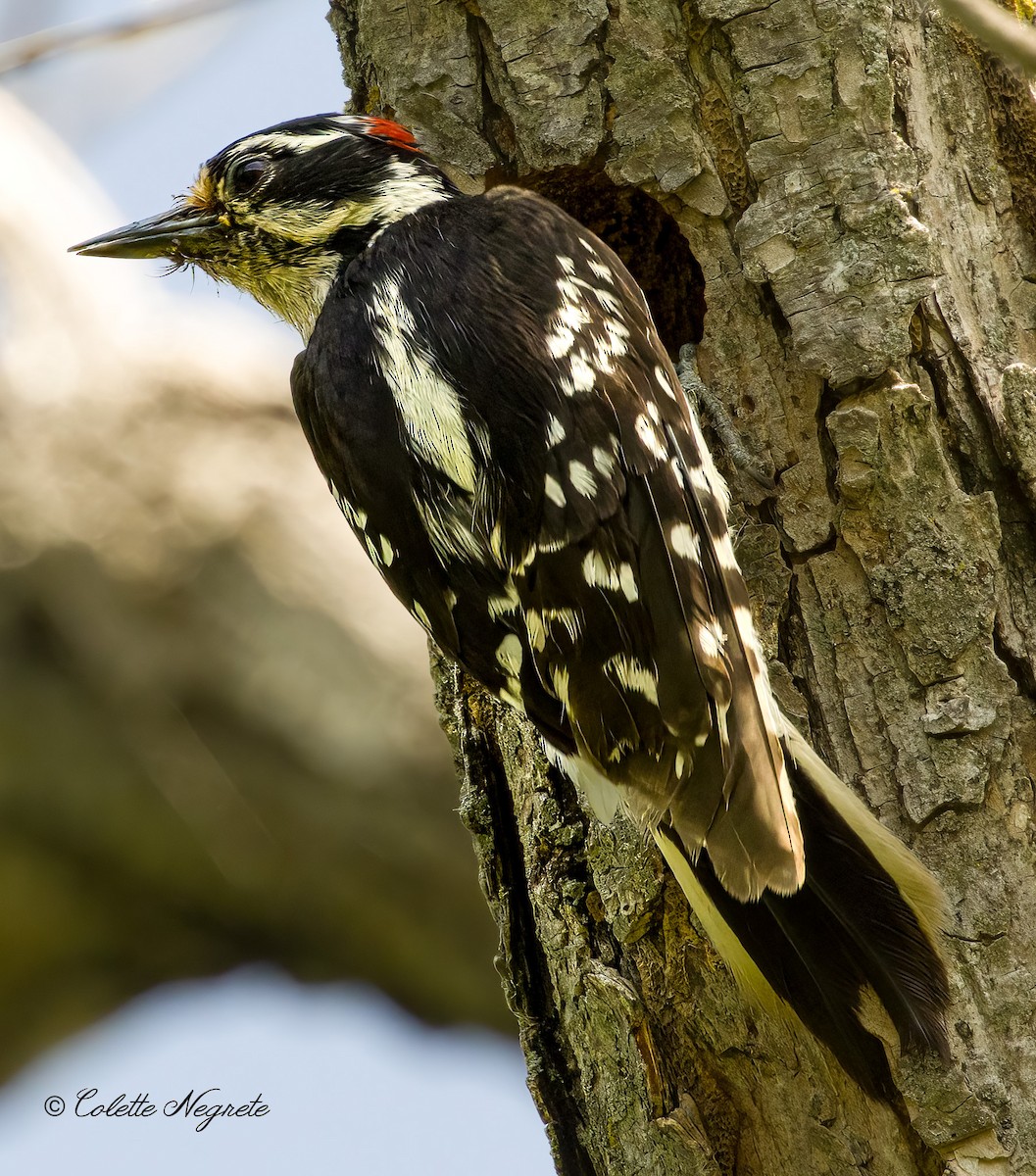 Downy Woodpecker - Colette Vranicar