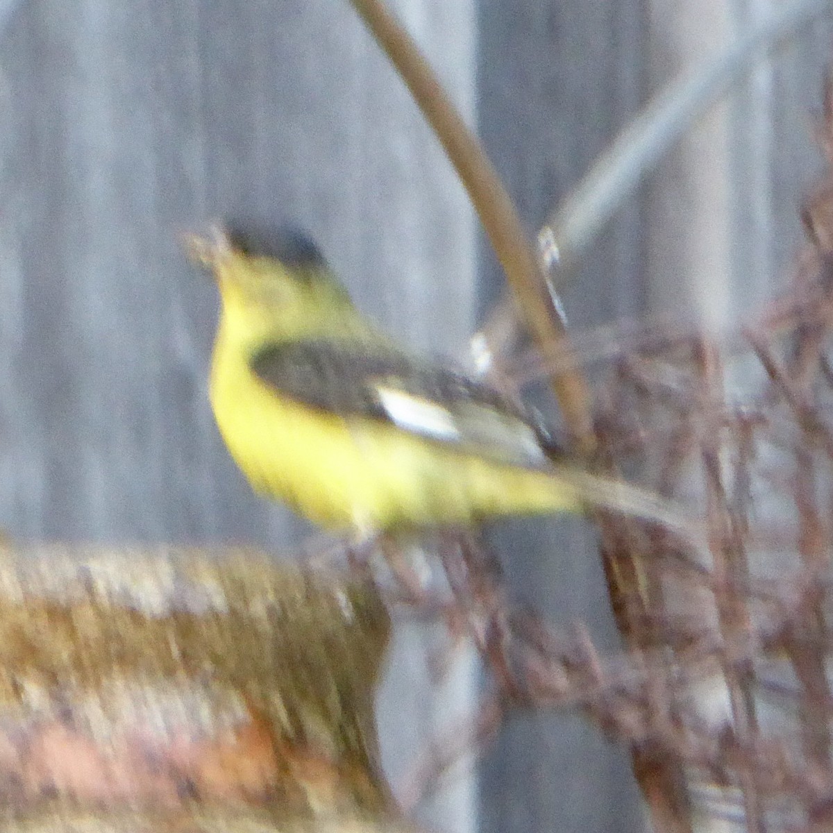 Lesser Goldfinch - Anonymous