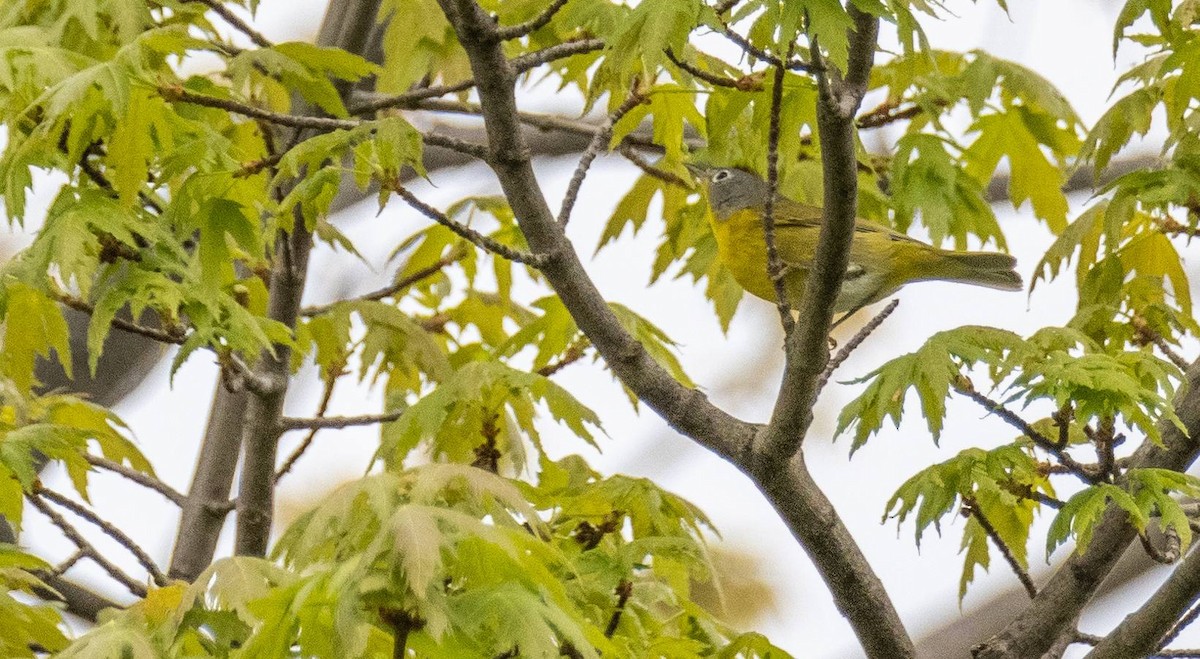 Nashville Warbler - Matt M.