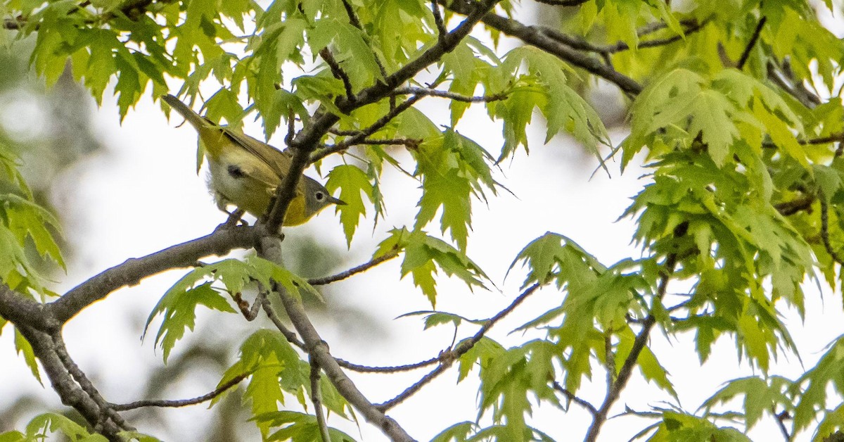 Nashville Warbler - Matt M.