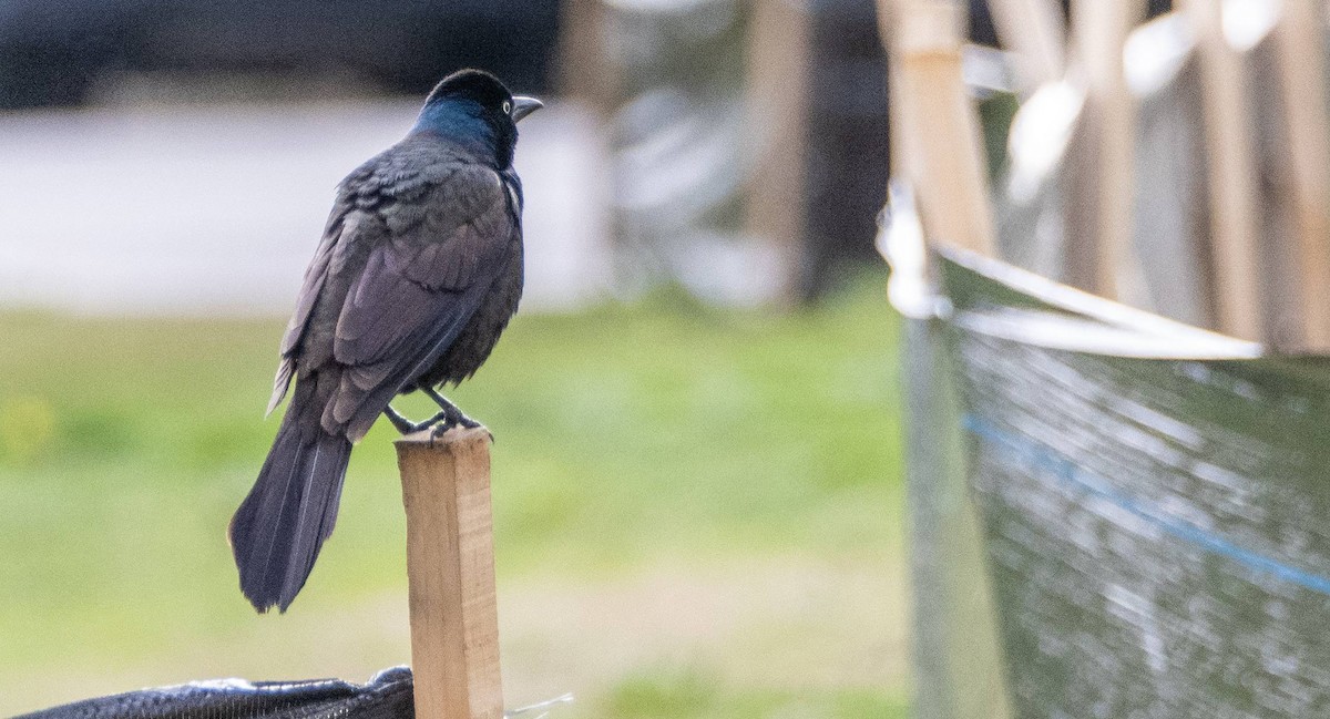 Common Grackle - Matt M.