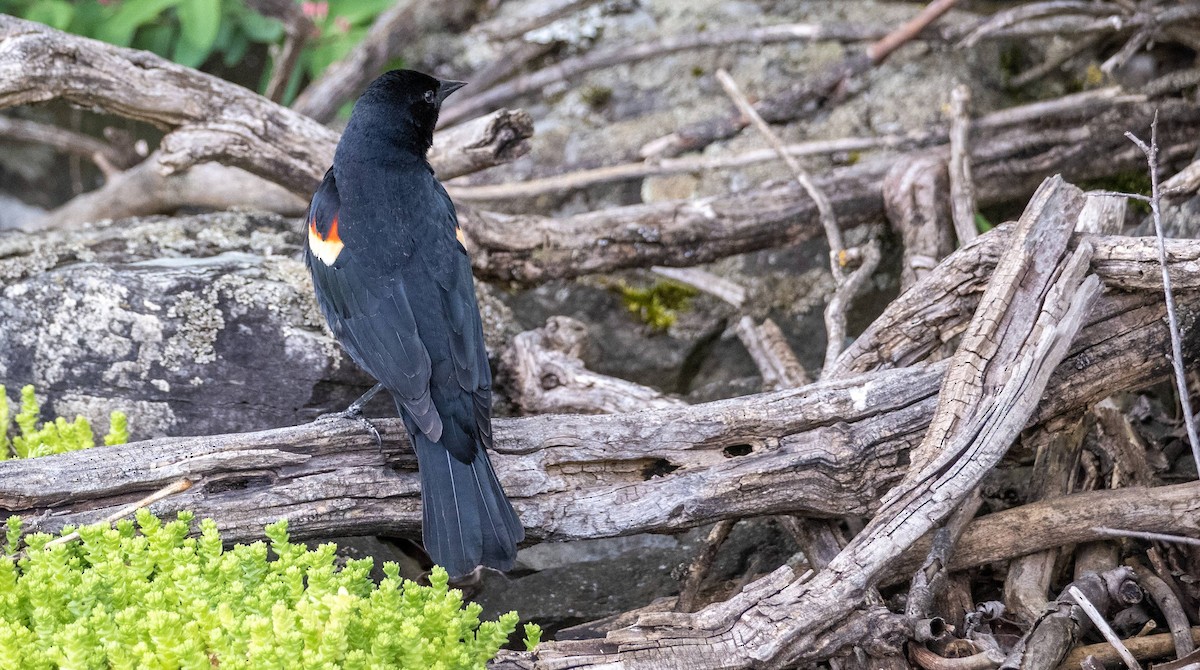 Red-winged Blackbird - Matt M.