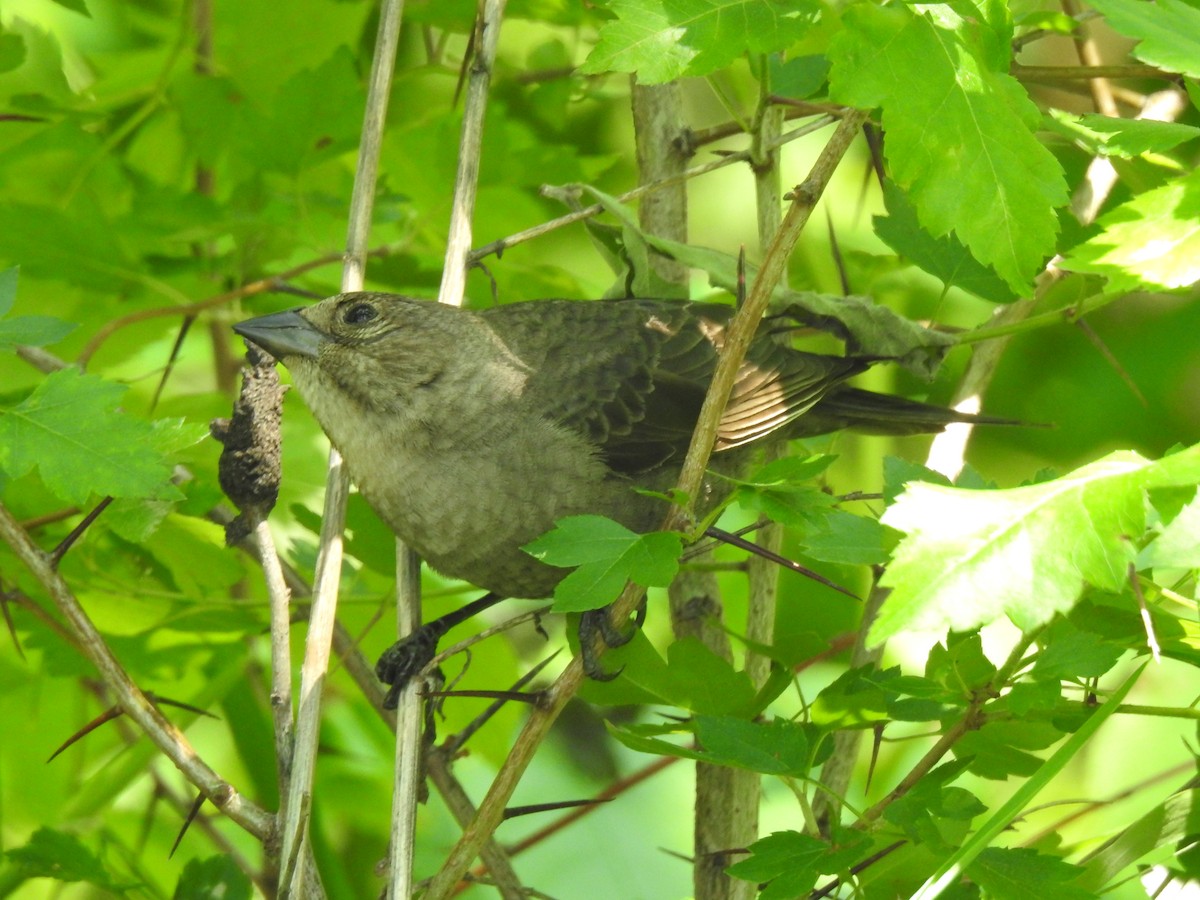 Brown-headed Cowbird - Janet Pellegrini