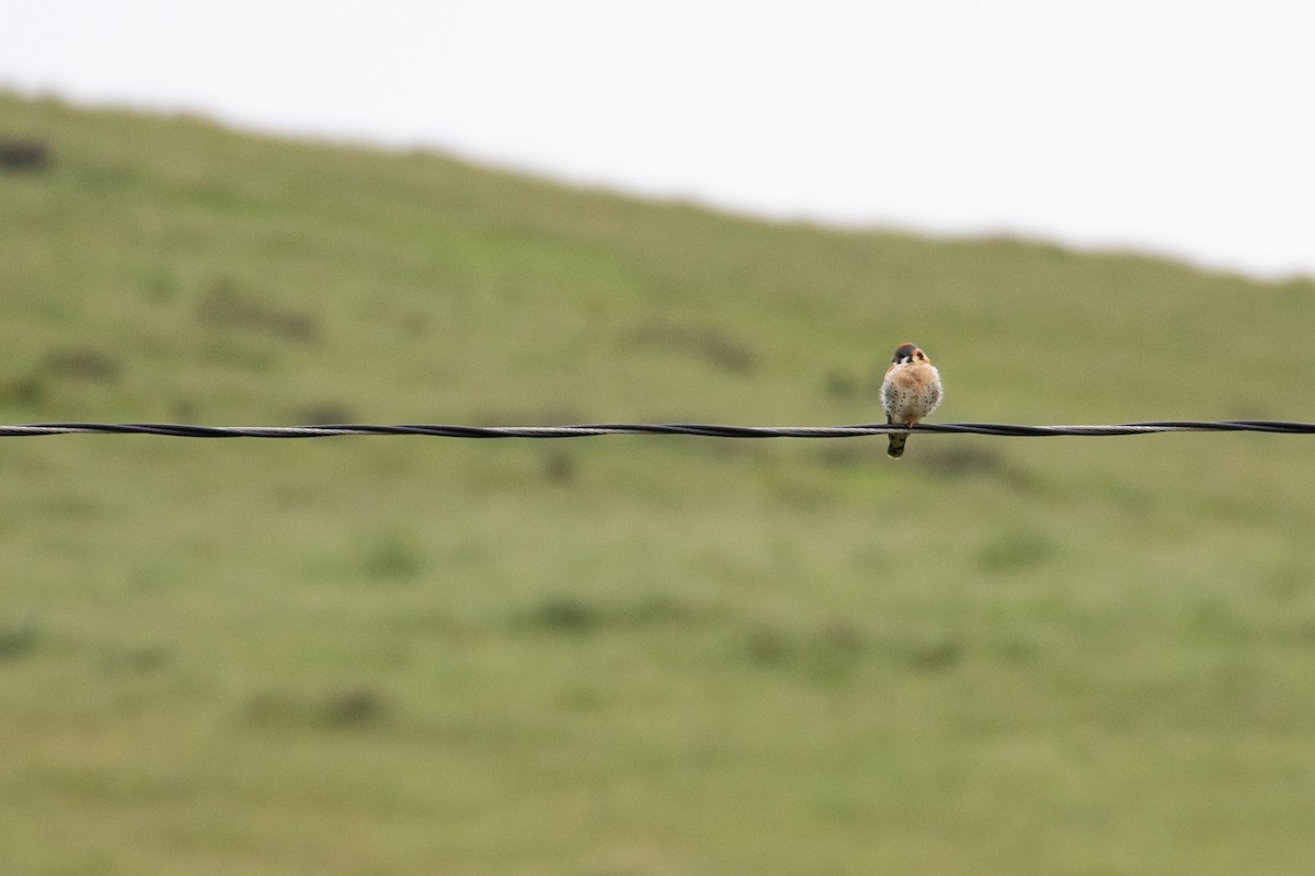 American Kestrel - Michael Long