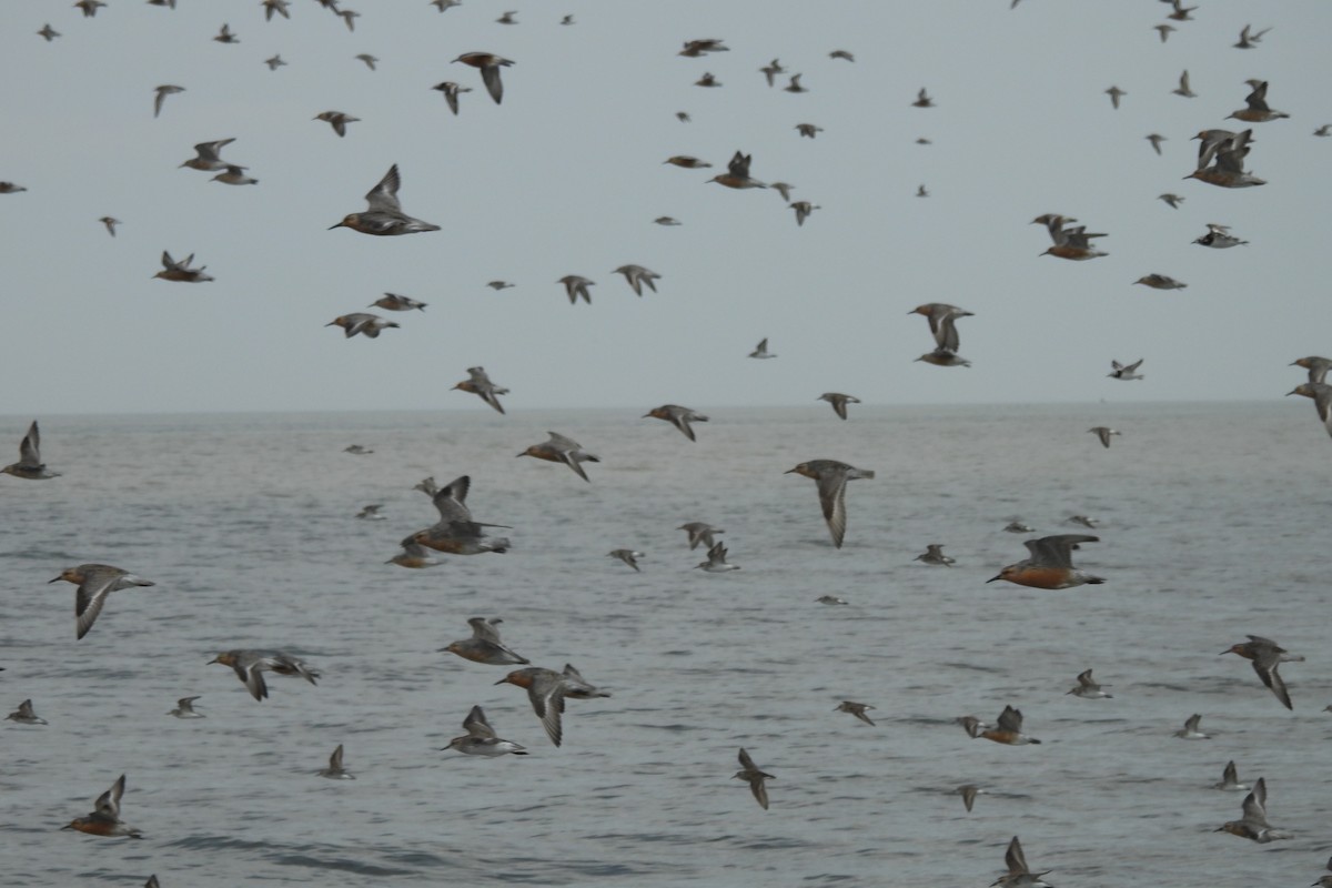 Red Knot - Dave Milsom