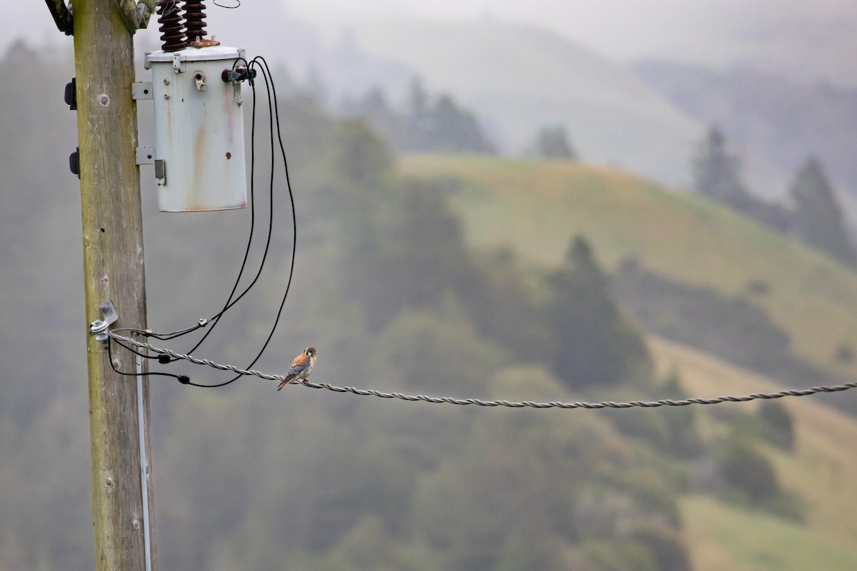 American Kestrel - Michael Long