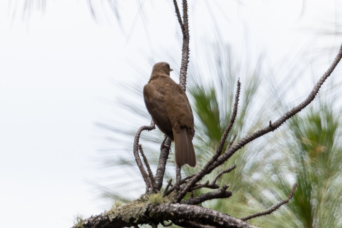 Clay-colored Thrush - Mason Flint