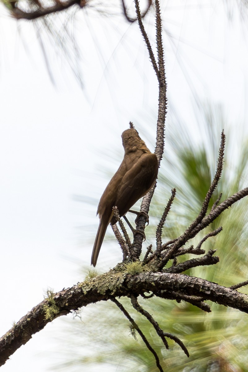 Clay-colored Thrush - Mason Flint