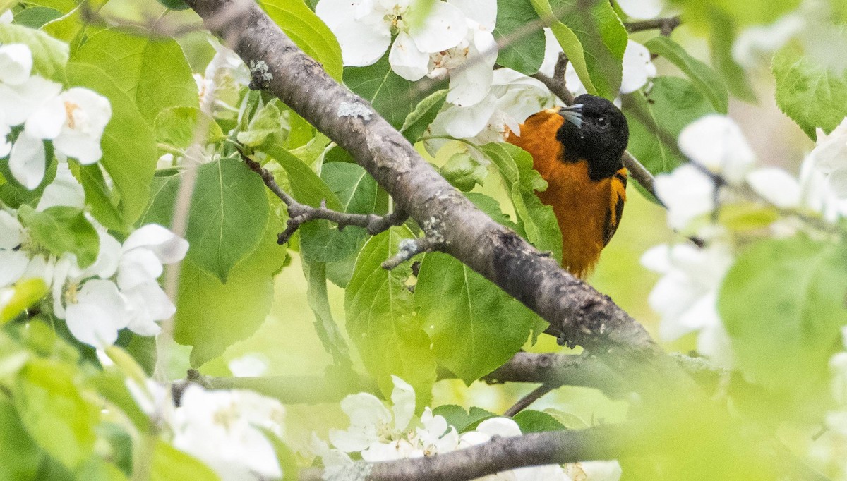 Baltimore Oriole - Matt M.