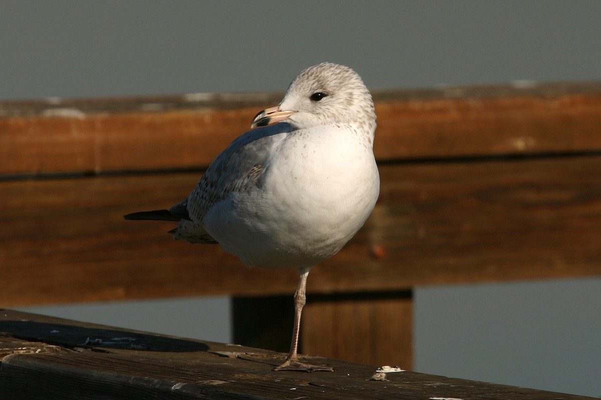 Ring-billed Gull - William Clark