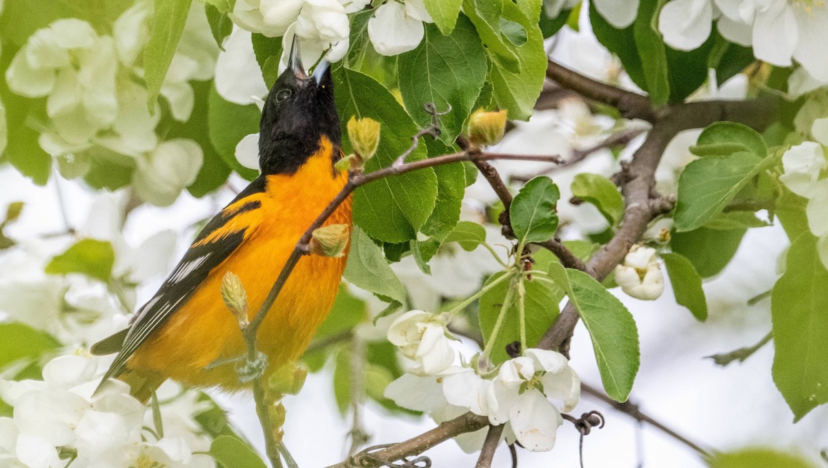 Baltimore Oriole - Matt M.