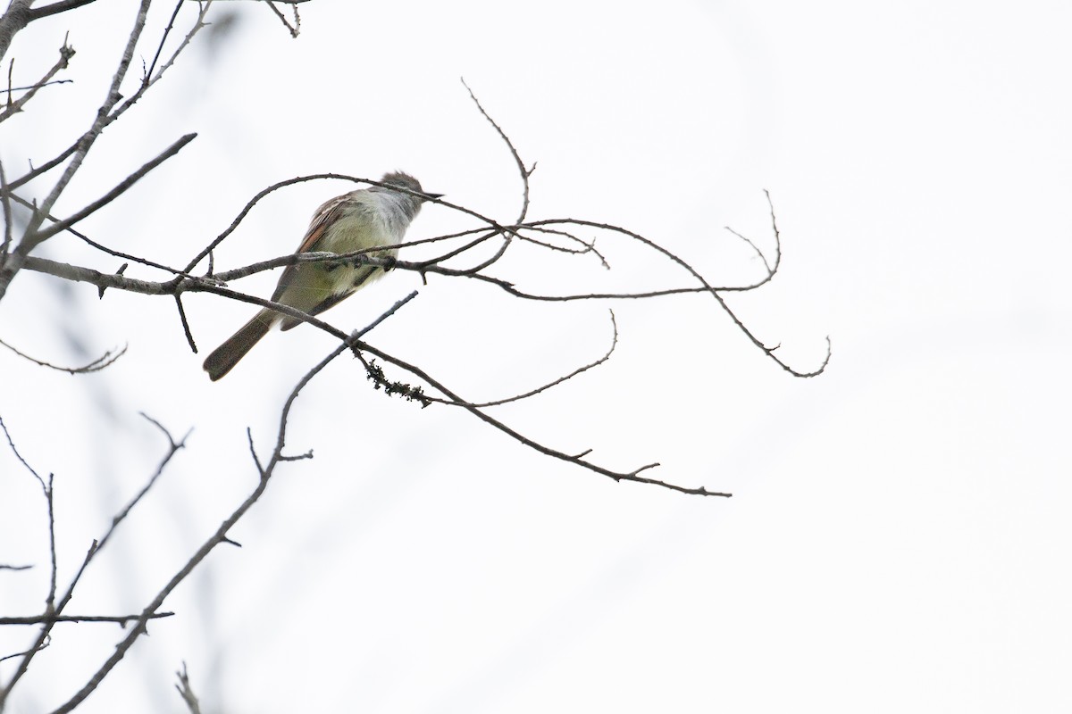 Ash-throated Flycatcher - Michael Long