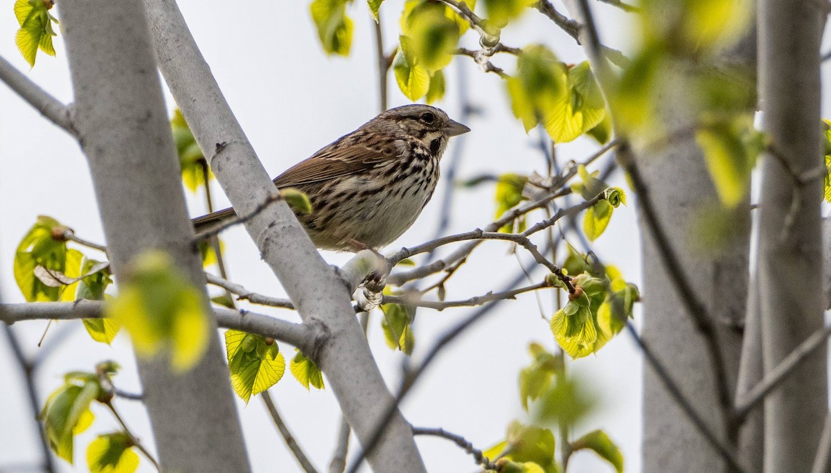 Song Sparrow - Matt M.