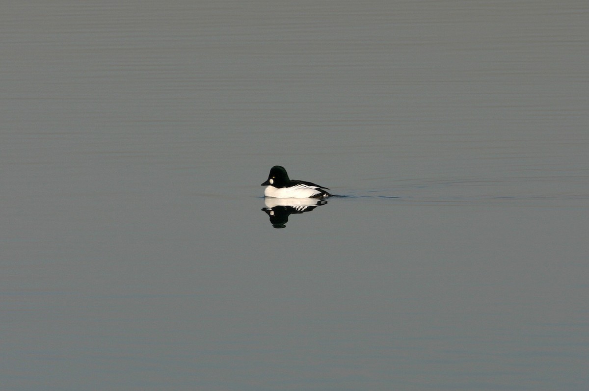 Common Goldeneye - William Clark