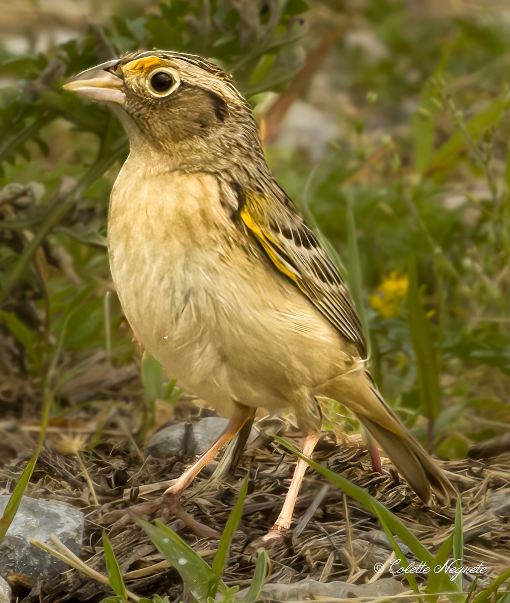 Grasshopper Sparrow - Colette Vranicar