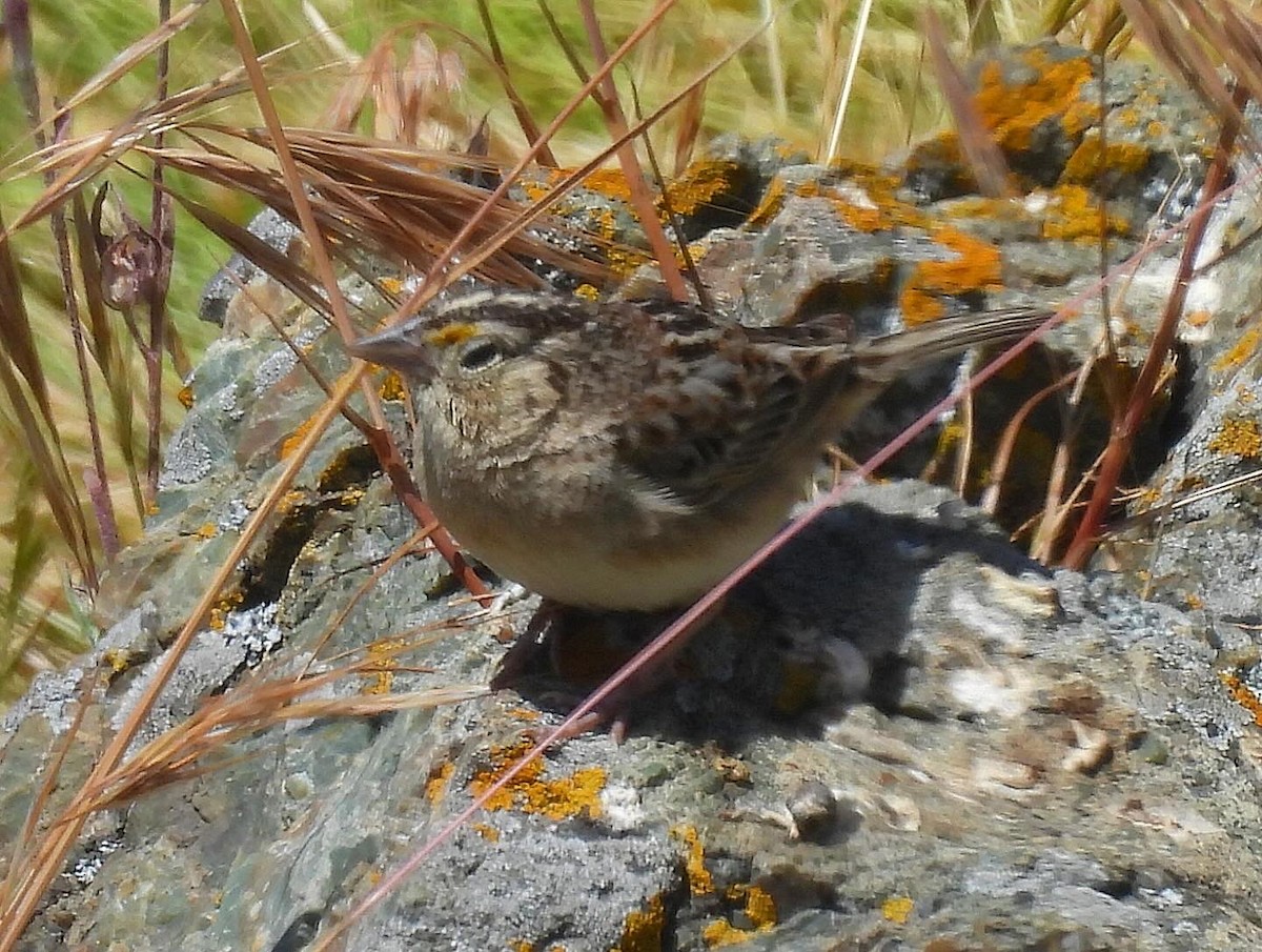 Grasshopper Sparrow - Nick & Jane