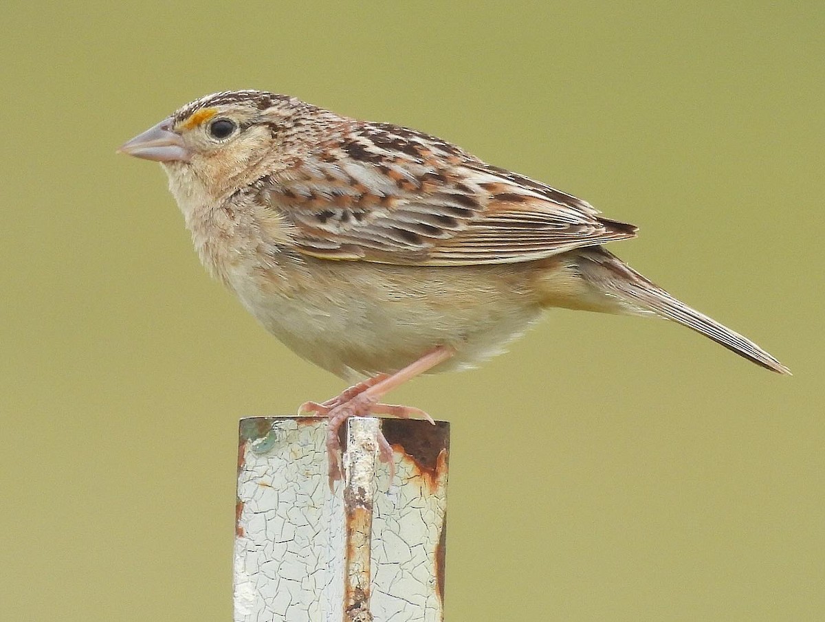 Grasshopper Sparrow - Nick & Jane