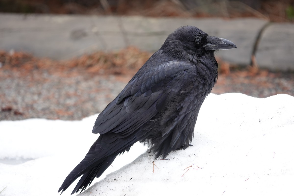 Common Raven - Mark Kamprath