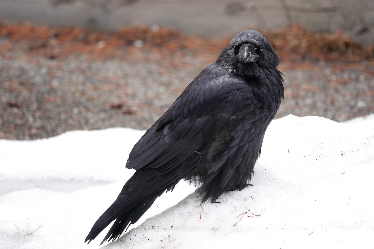 Common Raven - Mark Kamprath