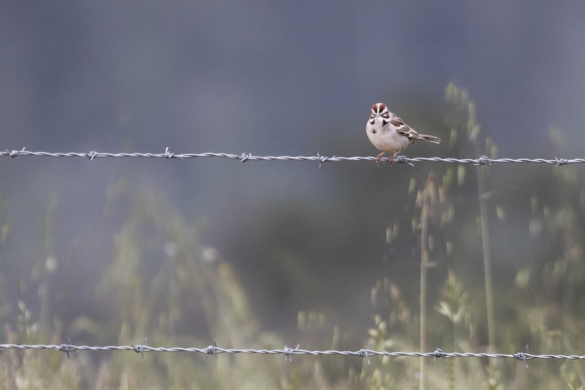 Lark Sparrow - Michael Long