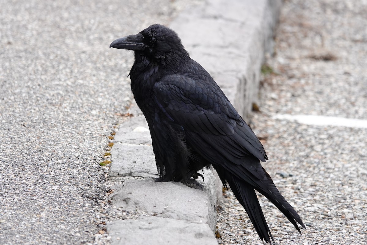 Common Raven - Mark Kamprath