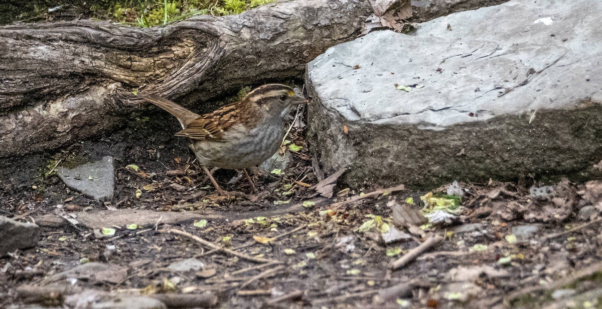 White-throated Sparrow - Matt M.