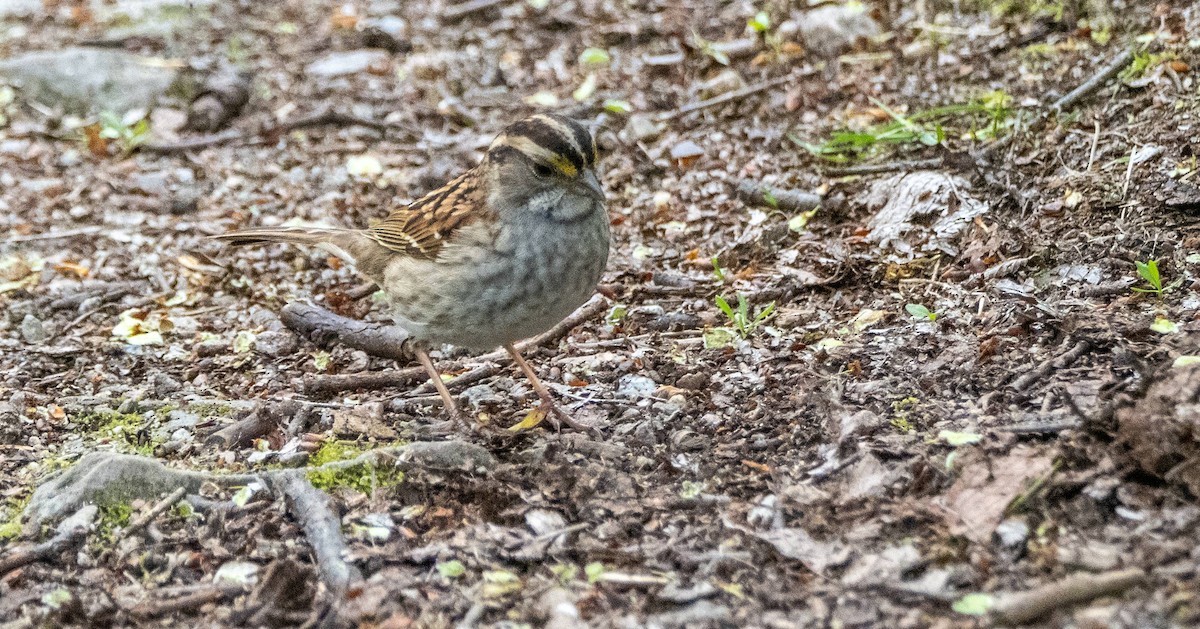 White-throated Sparrow - Matt M.