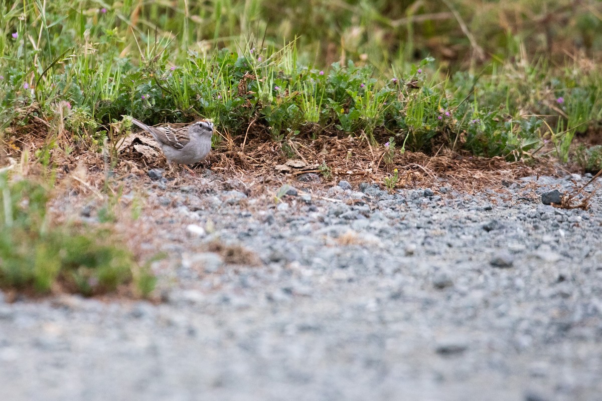 Chipping Sparrow - Michael Long