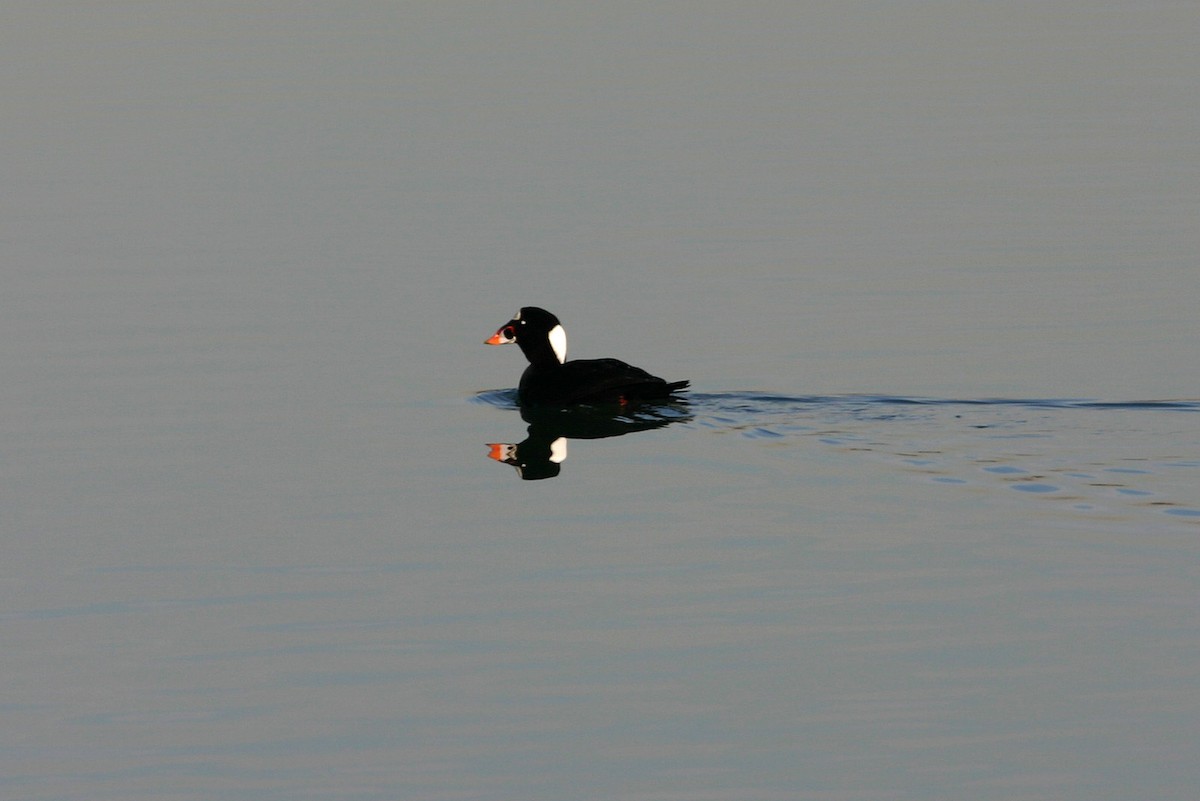 Surf Scoter - William Clark