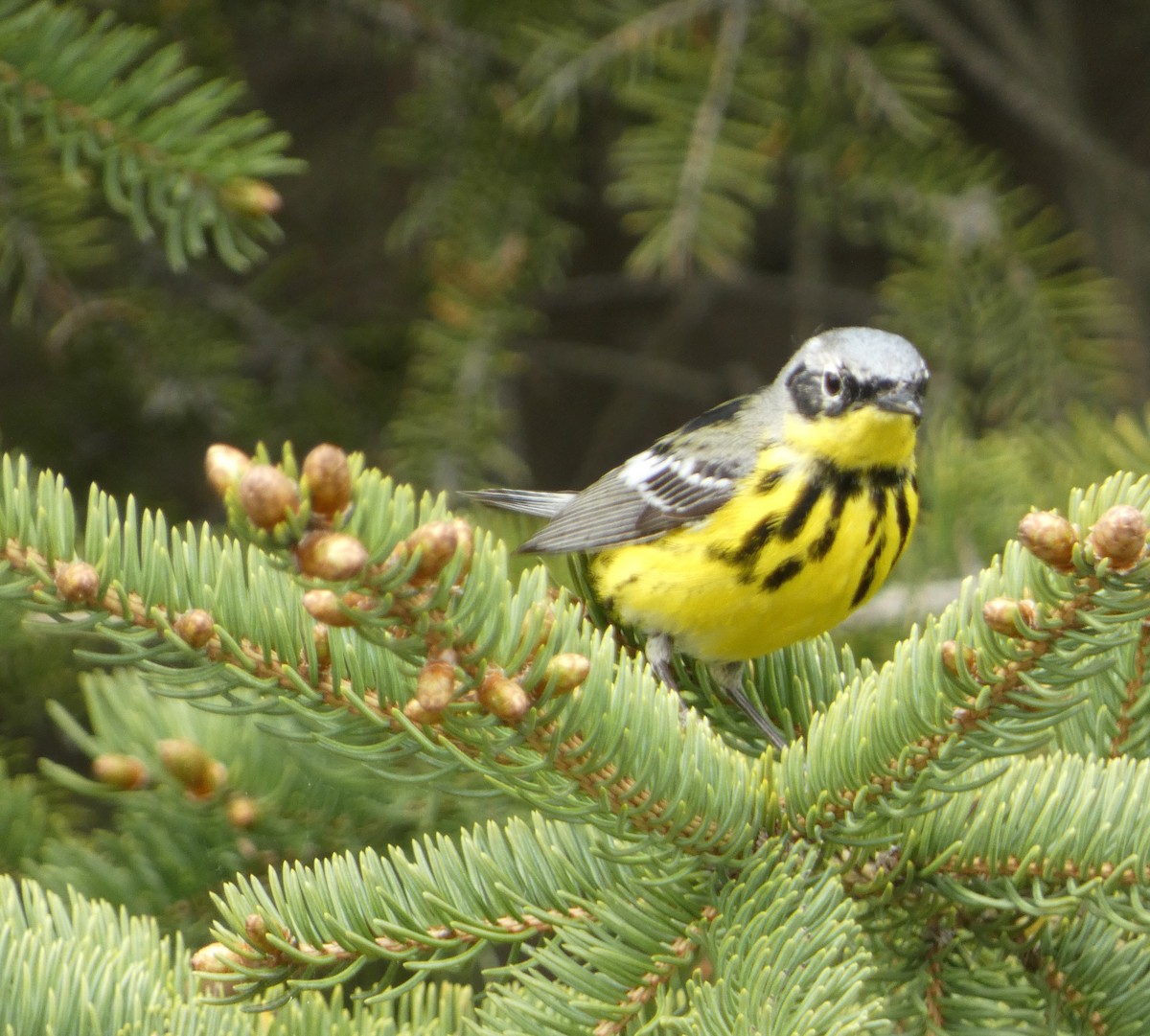 Magnolia Warbler - louis fradette