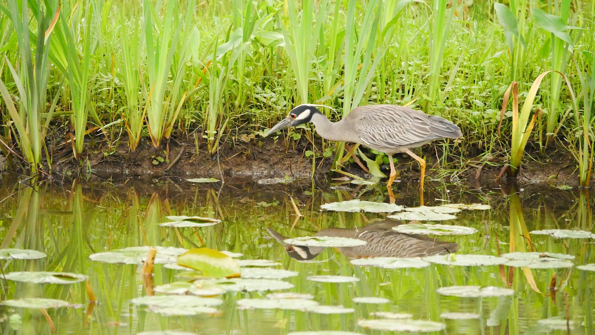 Yellow-crowned Night Heron - ML619507543