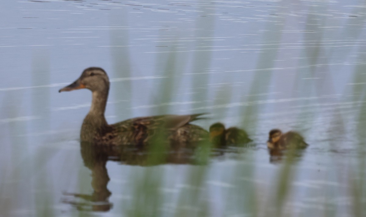 American Black Duck - burton balkind